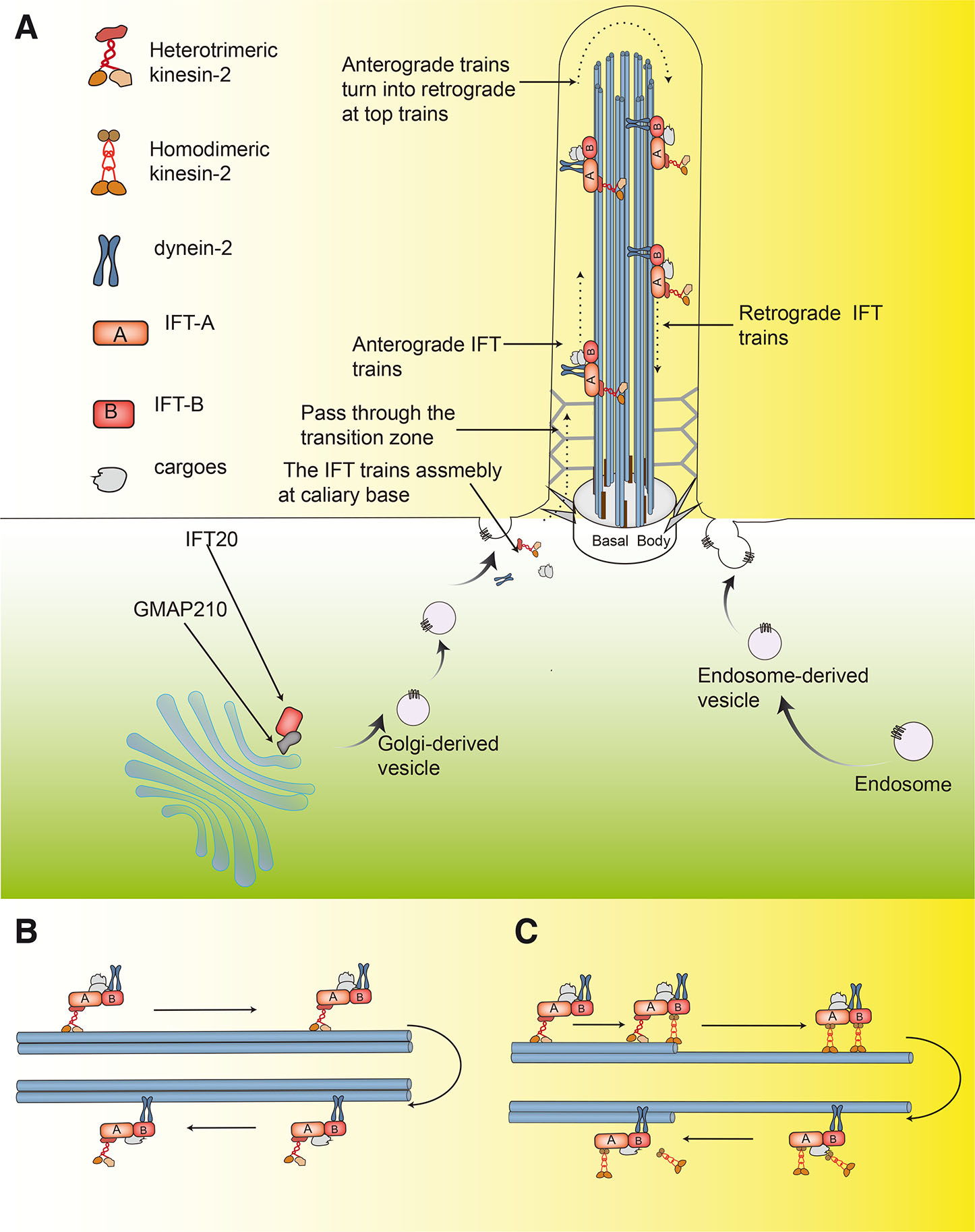 Intraflagellar Transport 20 Cilia-dependent And Cilia-independent ...