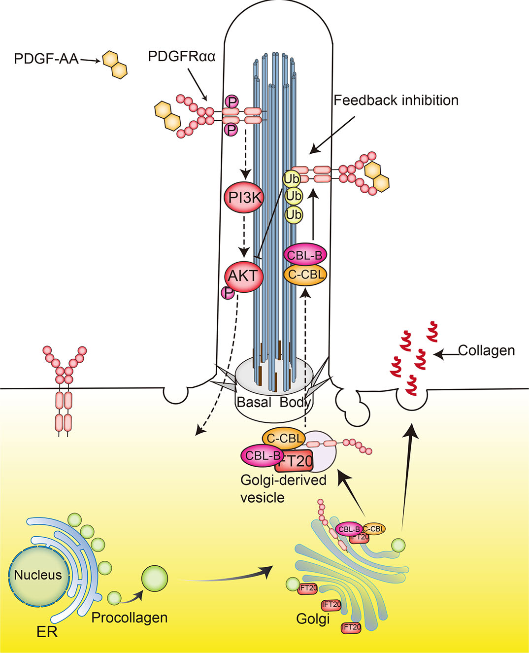 Primary Cilia Structure