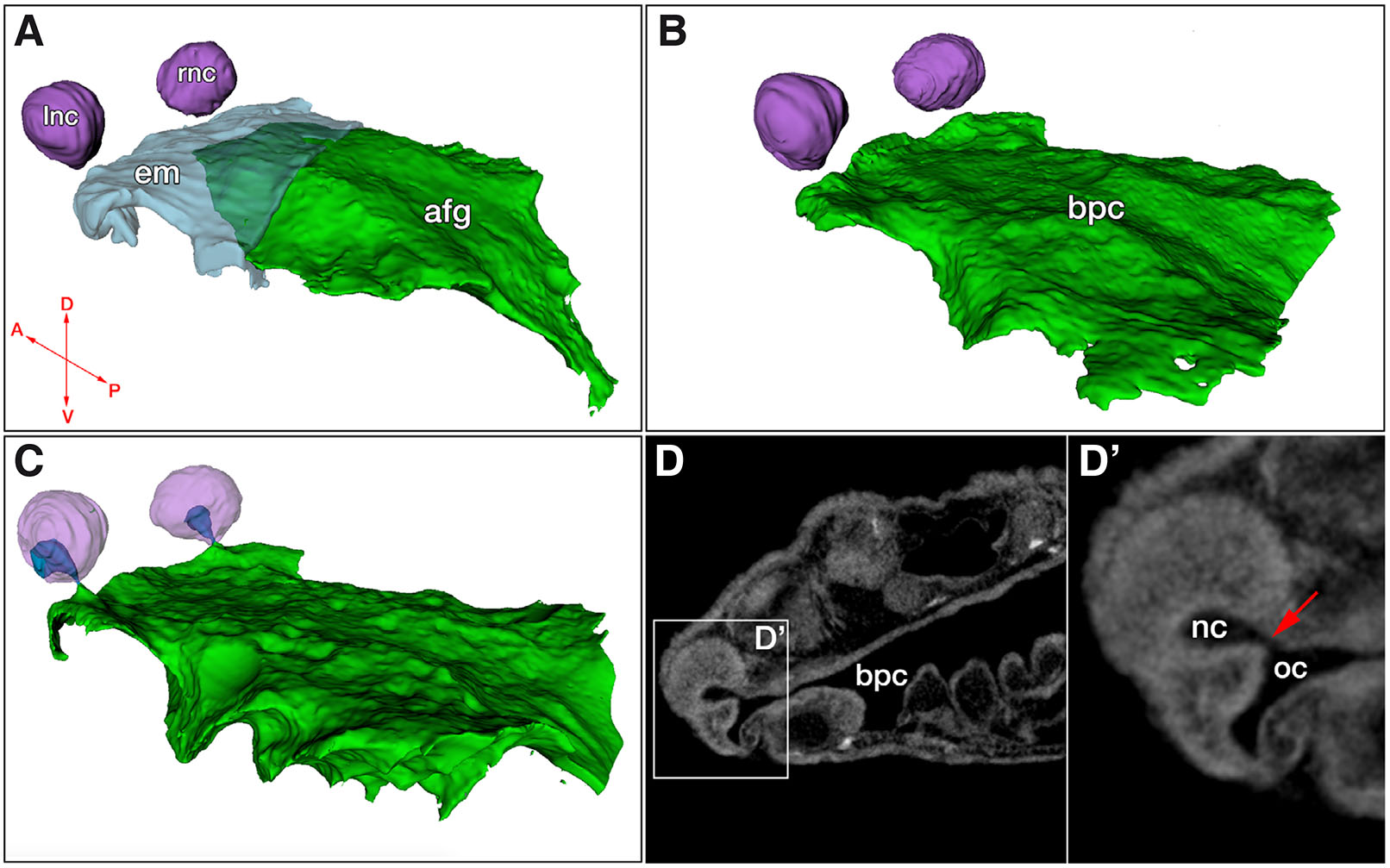 Characterization of the developing axolotl nasal cavity supports