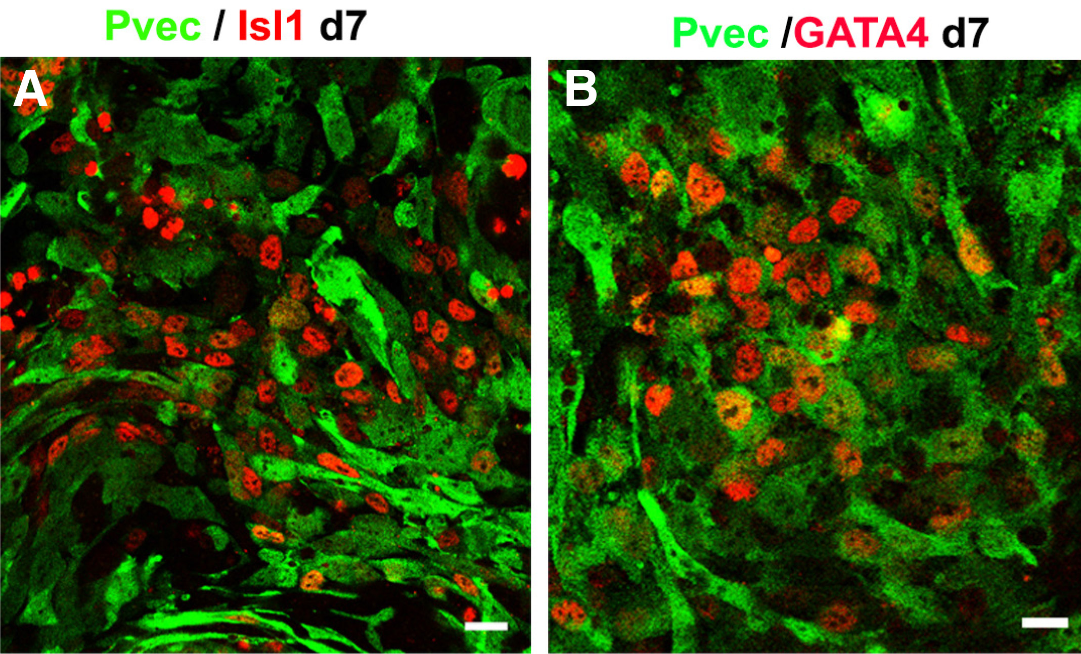 Vascular Endothelial (VE)cadherinmediated adherens junctions