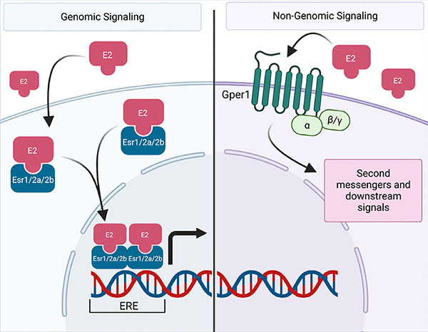 Estrogen signaling in development recent insights from the  