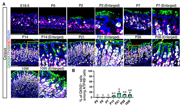 Spatiotemporal dynamics of lineage-specific epithelial maturation in ...